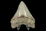 Serrated, Chubutensis Tooth - Megalodon Ancestor #114504-2